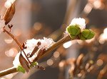 Winter vs Spring Winter vs Spring - snow on a lilac bud