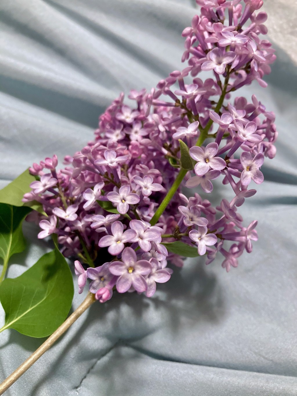 Lilacs Bloomed Every&nbsp;Spring