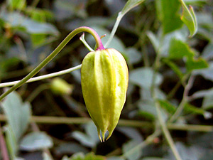 Name that plant Mystery Blossom