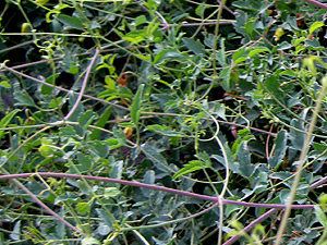 Vines from the Mystery Plant Curly vine from the mystery plant