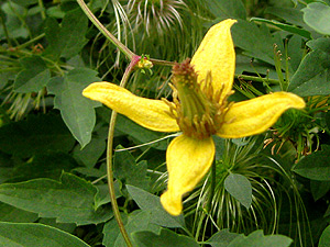 Blossom opened This is the open blossom.