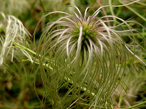 Mystery Plant Blossom, Stage 3 Mystery Plant Blossom, Stage 3
