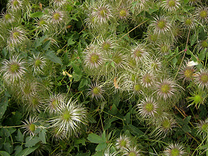 Stage 3 blossoms A cluster of stage 3 blossoms