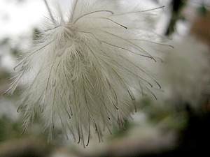 Blossom stage 4 Mystery Blossom, final stage