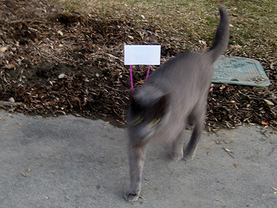 a-green-carpet-would-have-b My own em, brown carpet welcome. Nimbus was happy to see me, and Mary made a welcome back sign for me out of an index card and two pink straws.