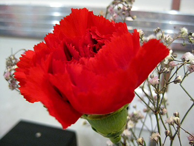 Carnation on the table at Johnny Rockets Red Carnation at the burger joint where we ate