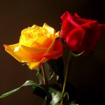 rosapology Rose colored glasses do make the world a prettier place.