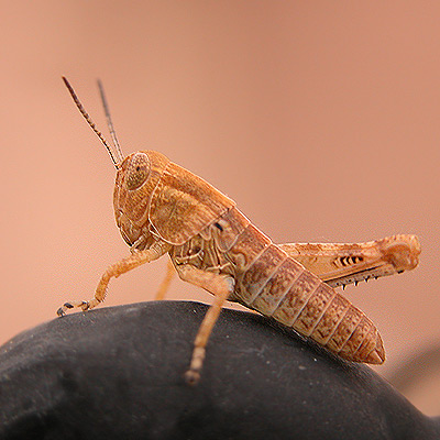 An unfortunate grasshopper