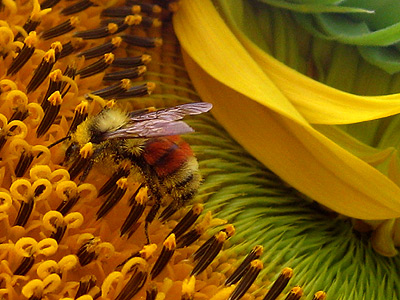 bee-on-a-sunflower Cool orangey-red and yellow bee all pollened up..