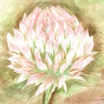 clover