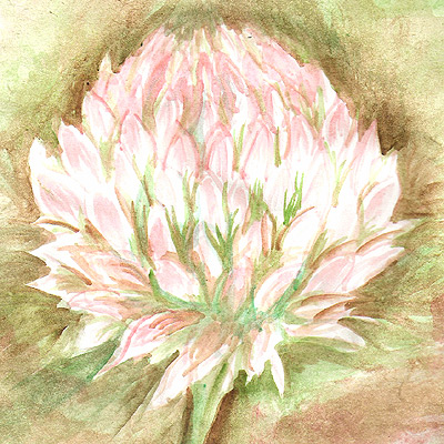 clover Watercolor study: I decided to paint a clover