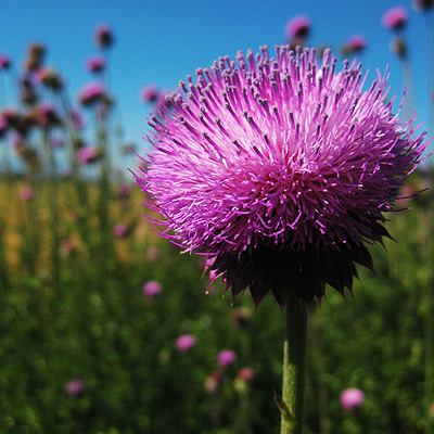 purple-thistle This reminded me of the days when crayola made a thistle colored crayon, too.