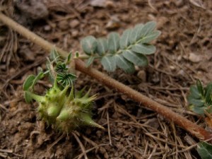 tribulus-terrestris Tribulus Terrestris