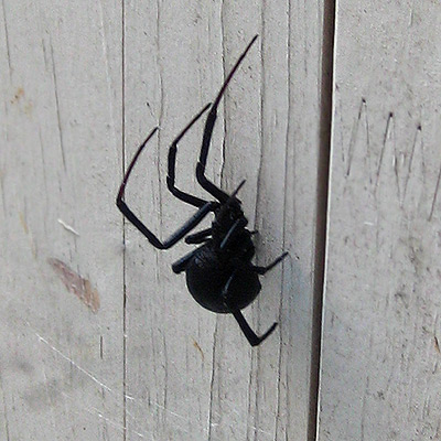 Black Widow Spider - contrary to popular belief, her red spot is on her belly, not her back.