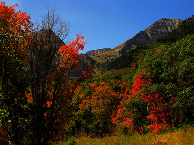 Fall color somewhere off the Alpine Loop