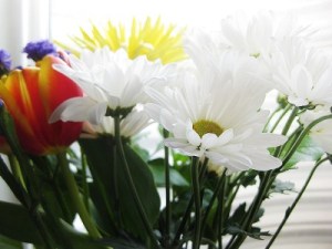 Daisies, tulips, and more, courtesy of Aperture Science