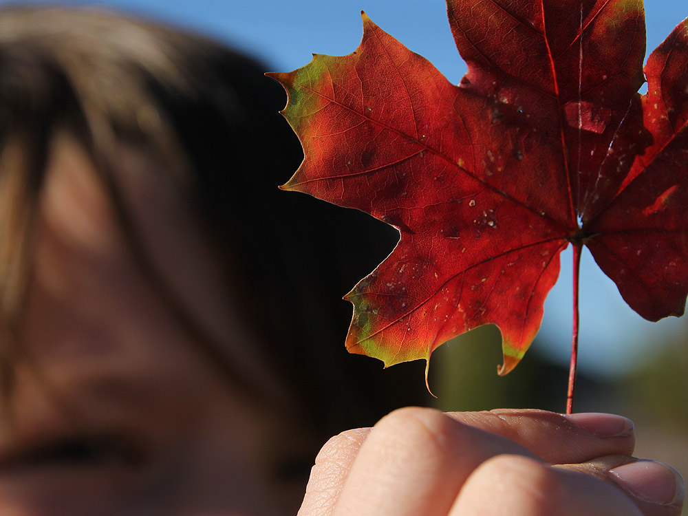 boy examining a colorful fall maple leaf
