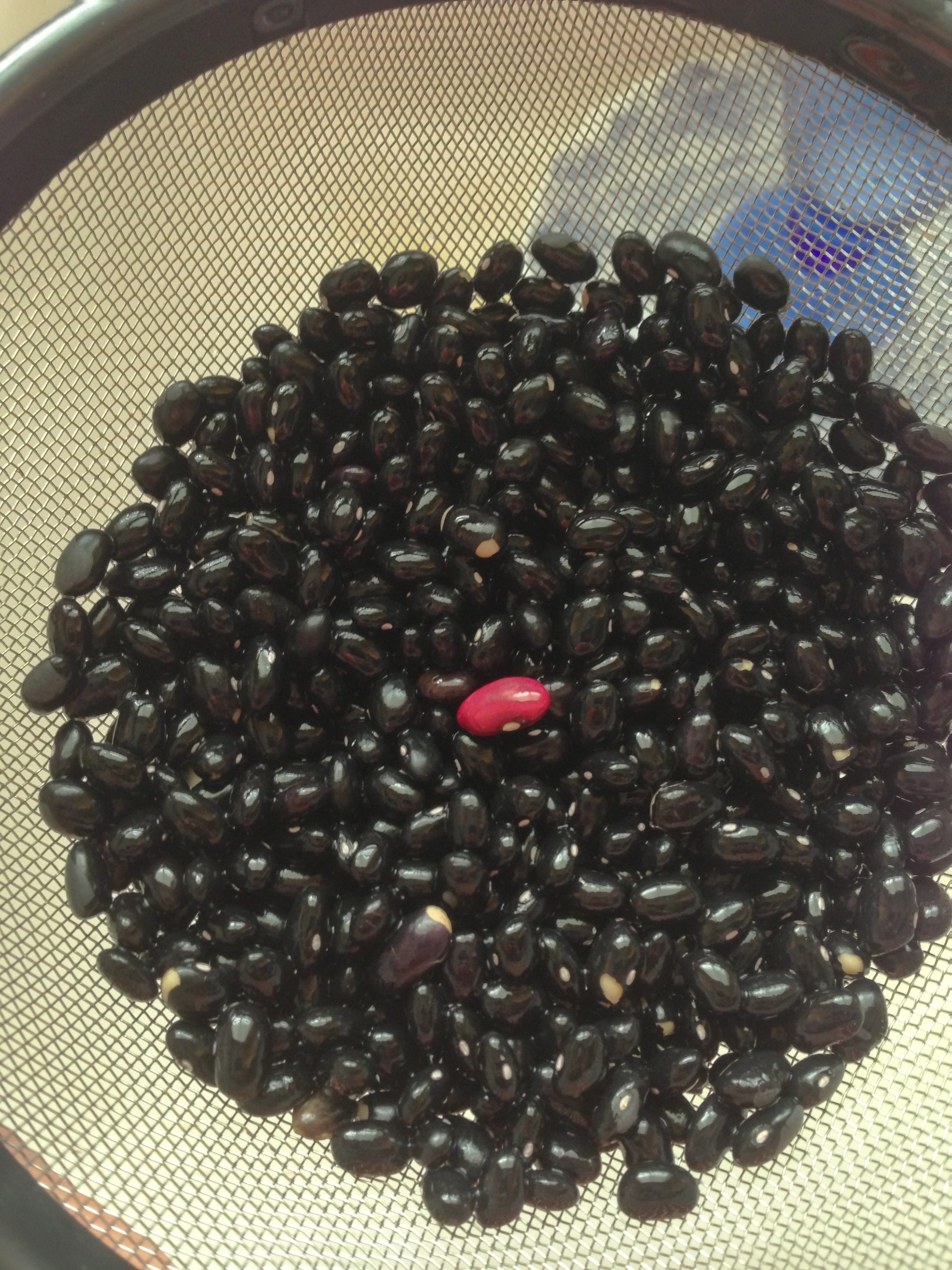 rebel red bean