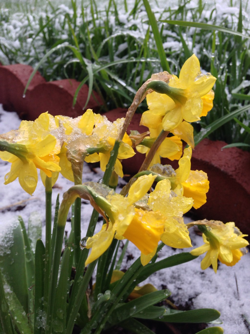 Daffodills pushing through a spring snowstorm