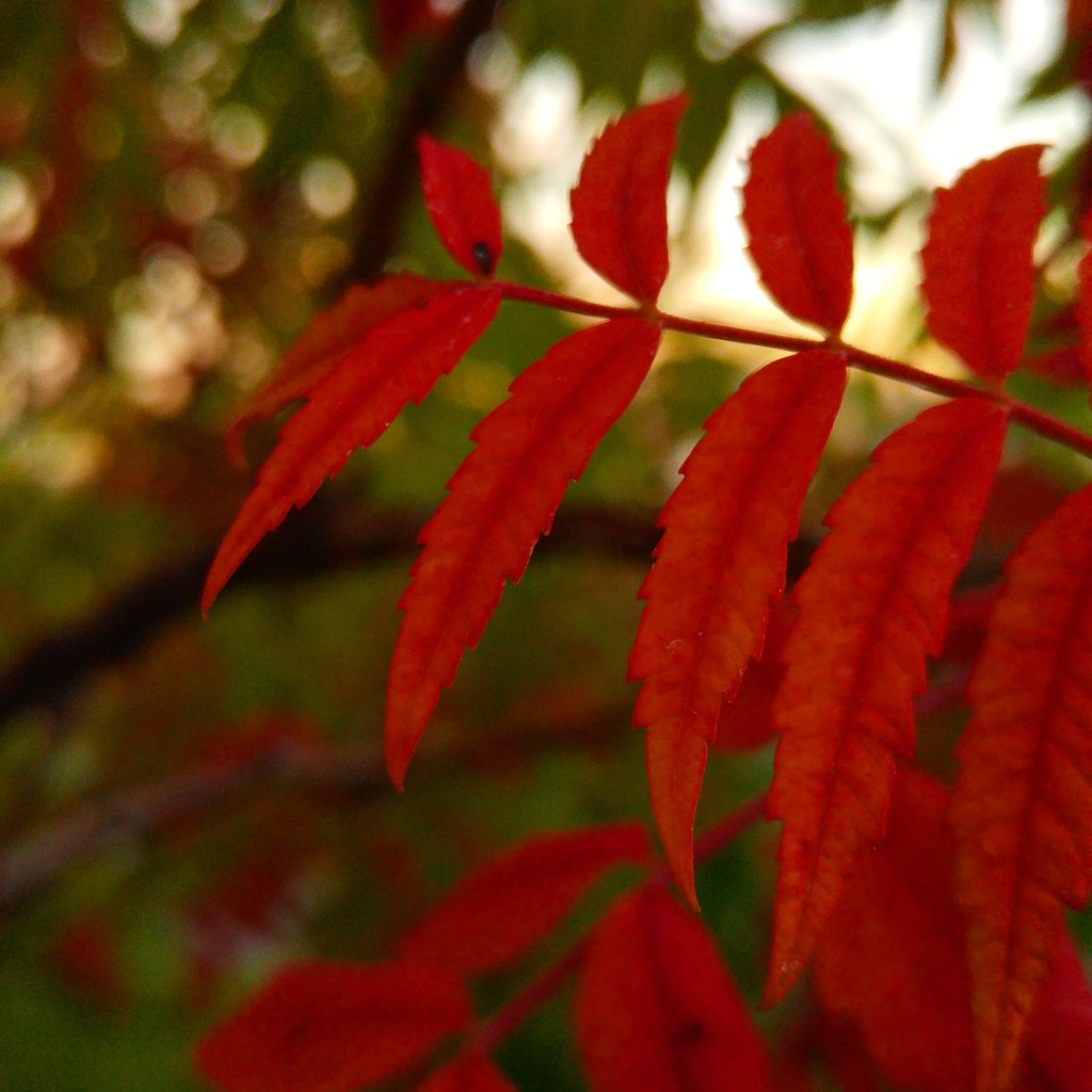 On Aspen and&nbsp;Sumac