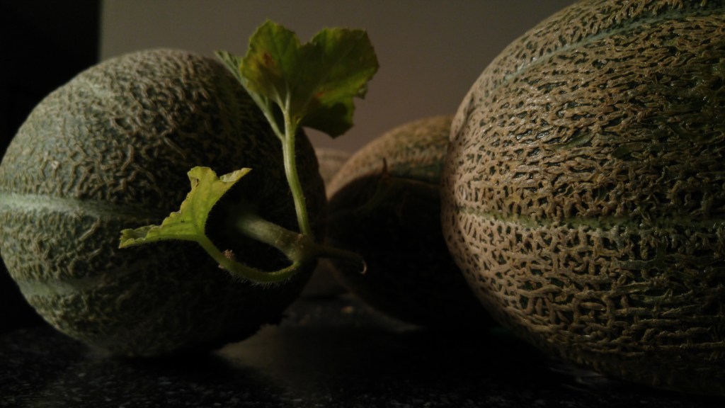 Midnight Harvest