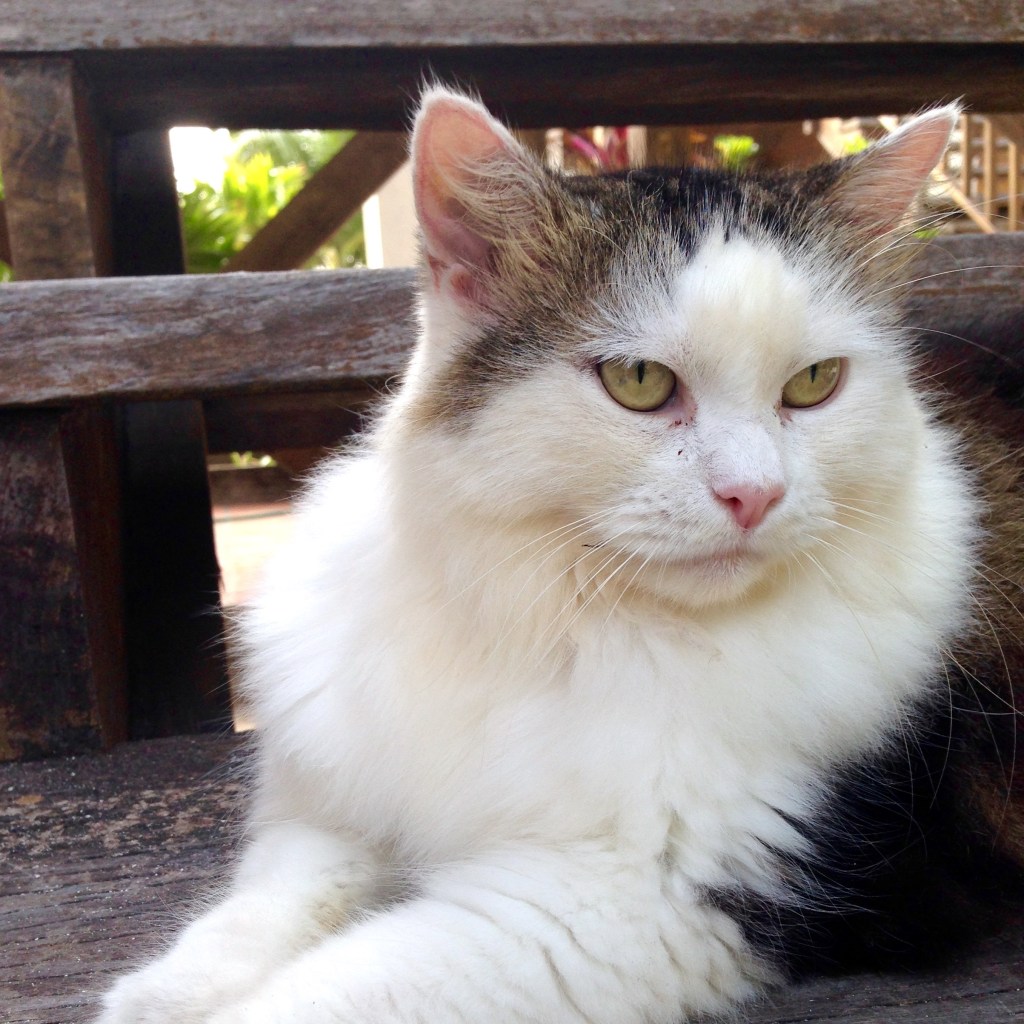 A Not-So Frisky&nbsp;Kitty