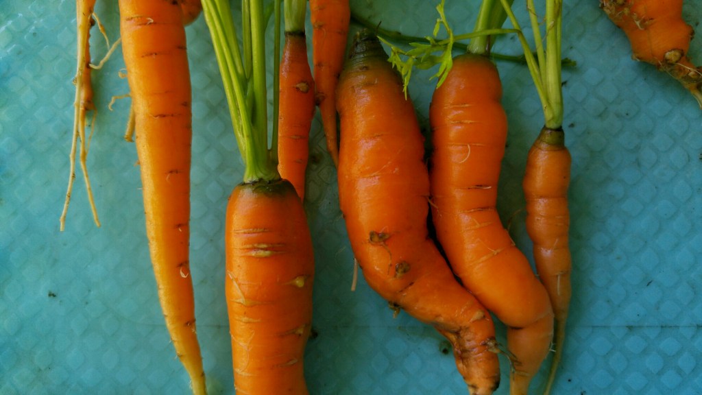 Cuddling carrots