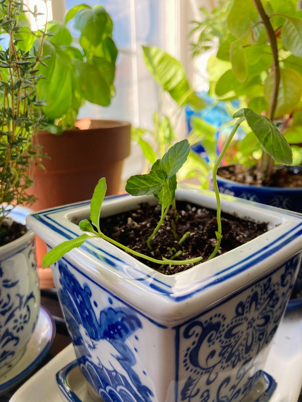 I’m becoming a plant&nbsp;lady!