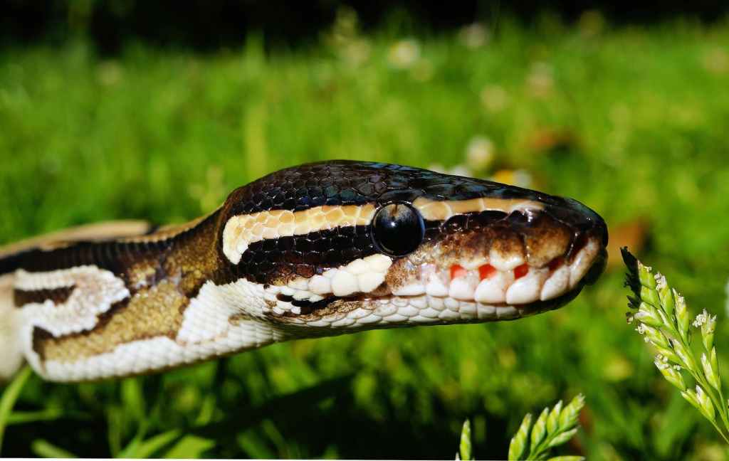 Tinkering with Python