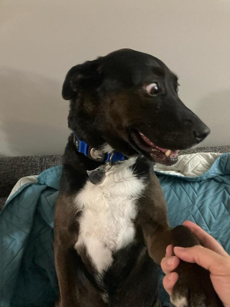 My funny dog&nbsp;Feebs