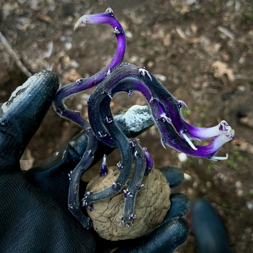 Sprouted potato with purple-blue roots coming off it.