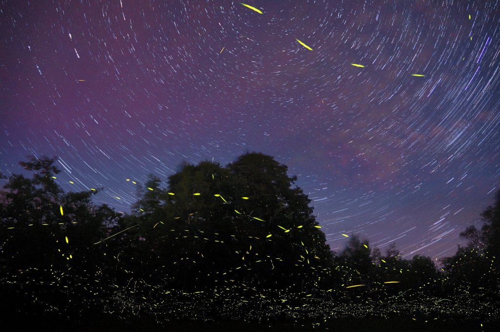 fireflies and stars