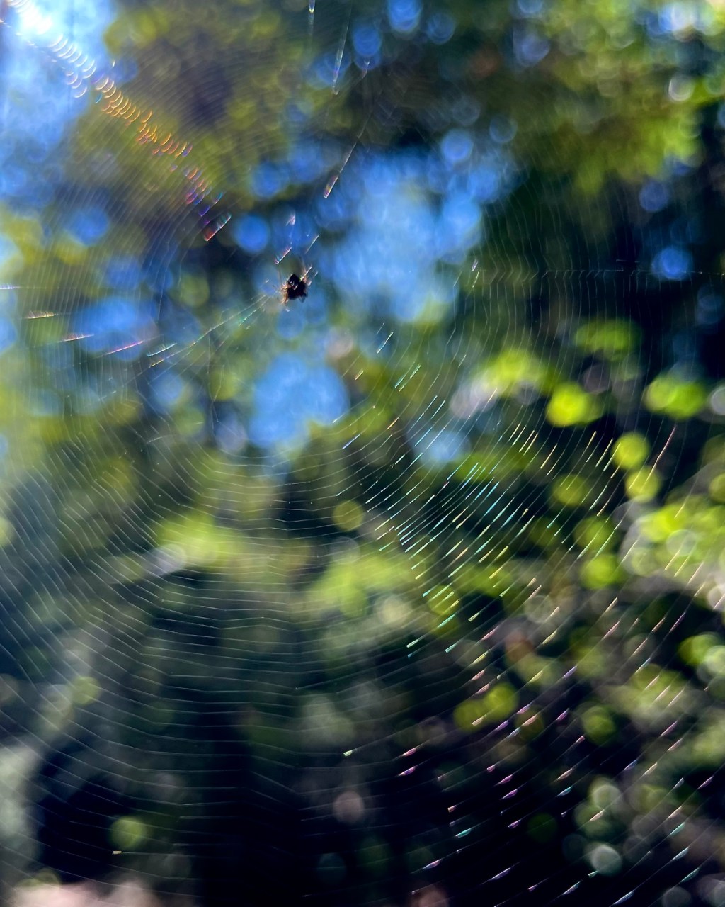 SparkleWeb
