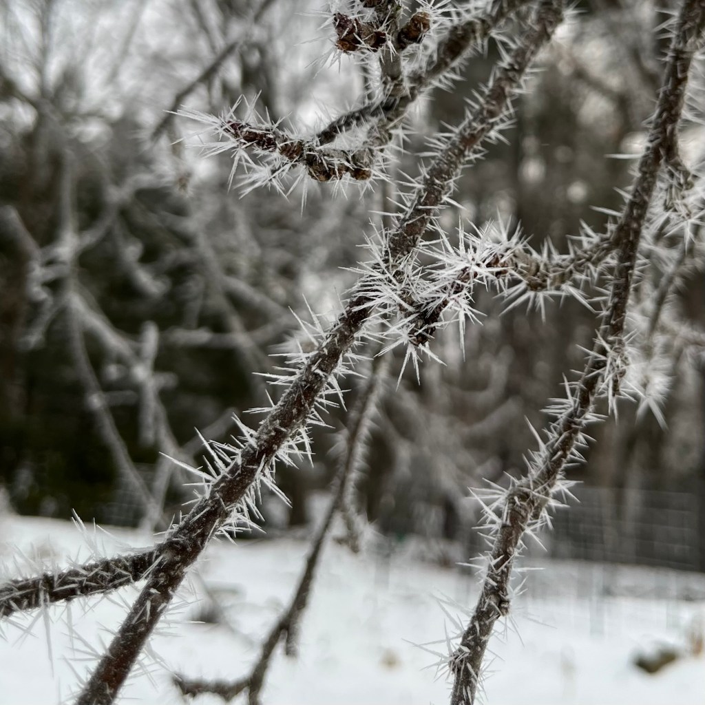 Hoar Frost