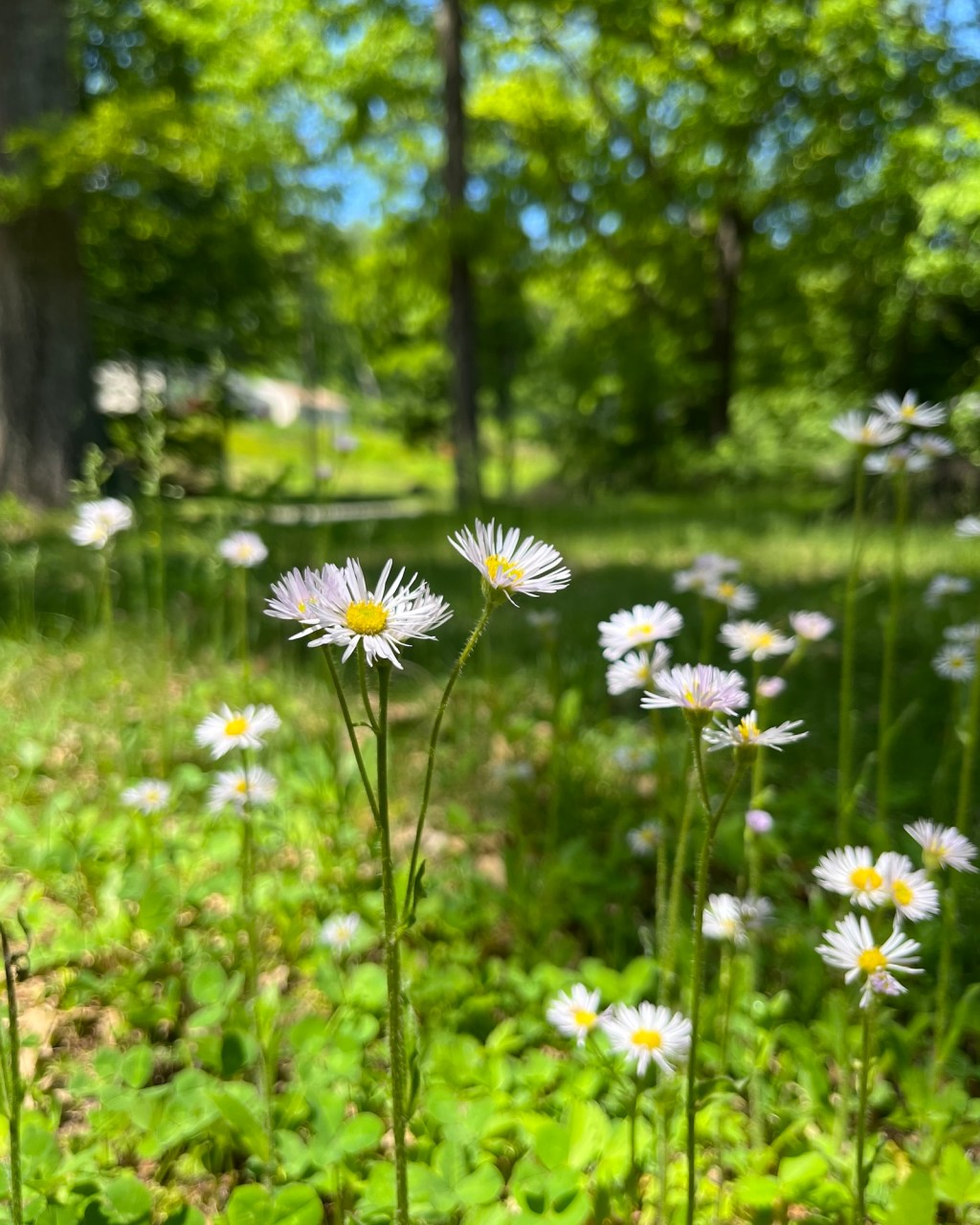 Wildflowers